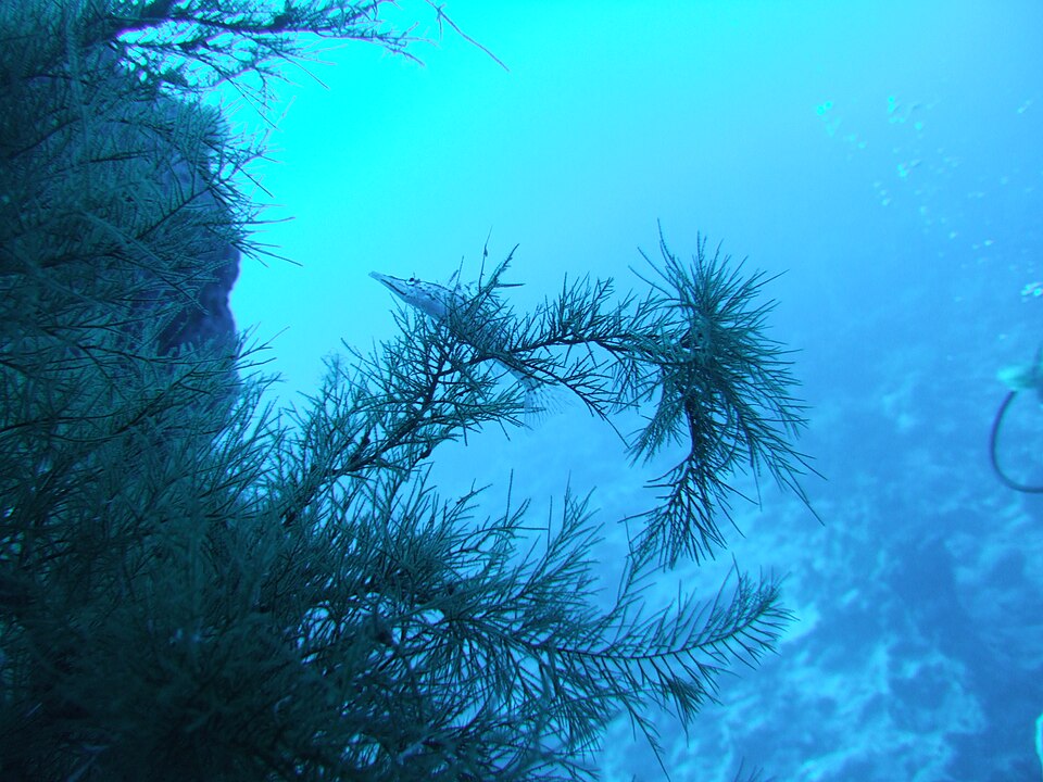 Unterwasseraufnahme aus dem Roten Meer